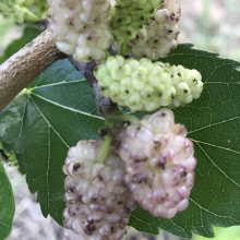 Morus alba `Török ízes lila`