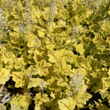 Heuchera (Heucherella) `Leapfrog`