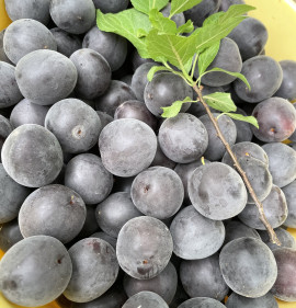 Prunus (Armeniaca) `Csornüj Barhat (Fekete Bársony)`