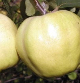 Cydonia oblonga `Krimszkaja Aromatnaja`