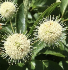 Cephalanthus occidentalis `Fiber Optics`