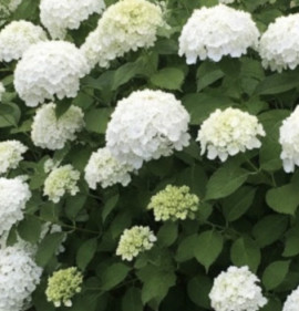 Hydrangea macrophylla `Soeur Therese`