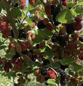 Morus alba x rubra `Gerardi Dwarf`