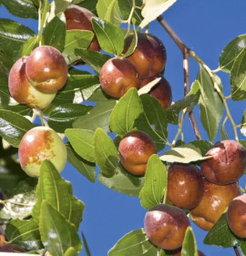 Ziziphus jujuba `Li` K2