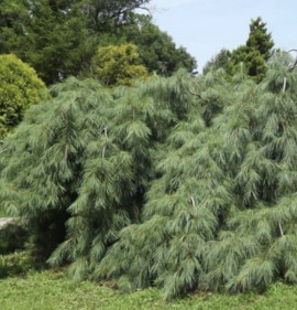Pinus strobus `Pendula`
