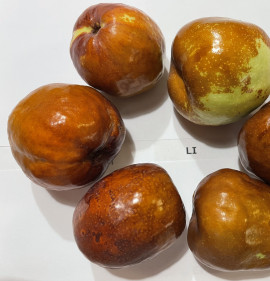 Ziziphus jujuba `Li` K2