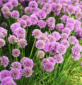 Allium `Millenium`