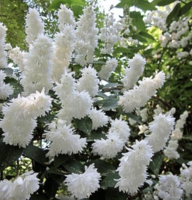 Deutzia scabra `Plena`