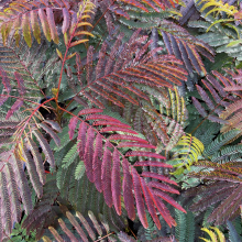 Albizia julibrissin `Evi`s Purple`