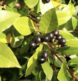 Laurus nobilis NAGY NÖVÉNY!!!