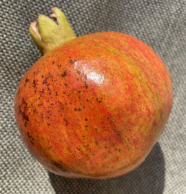 Punica granatum `Salavatski`