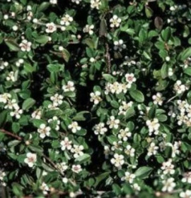 Cotoneaster radicans