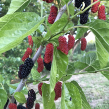 Morus rubra `Illinois Everbearing`