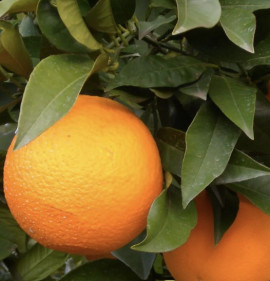 Citrus sinensis `Valencia Delta Seedless`