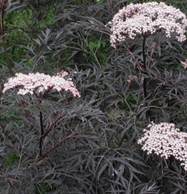 Sambucus nigra `Black Lace`
