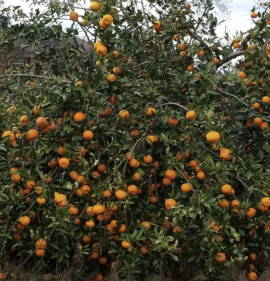 Citrus reticulata `Satsuma Owari`