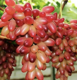 Vitis `Manikür Finger`