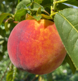 Persica vulgaris `Avalon Pride`