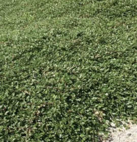 Cotoneaster radicans