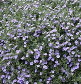 Convulvulus sabatius (syn.: Convulvulus mauritanicus)