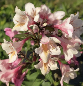 Weigela florida `Vintage Love`