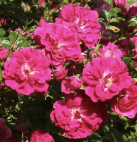 Rosa `Excelsa`