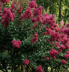 Lagerstroemia `Magnifica Rubra`