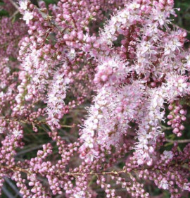 Tamarix parviflora