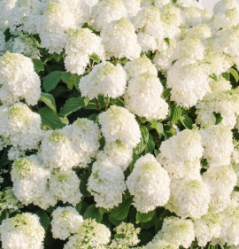 Hydrangea paniculata `Little Hottie`
