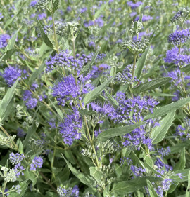 Caryopteris x clandonensis `Heavenly Blue`