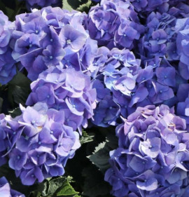 Hydrangea macrophylla `Renate Steiniger`