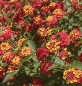 Lantana camara `Rouge de Corse`