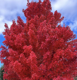 Acer rubrum `October Glory`