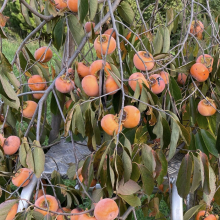 Diospyros `GYÜMÖLCS!`