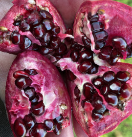 Punica granatum `Qizi Pöchaq Goradon Aciq`