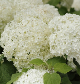 Hydrangea arborescens `Flower Wow`