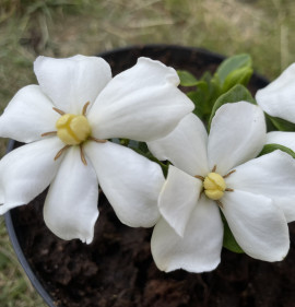 Gardenia jasminoides `Kleim`s Hardy`