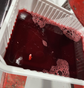 Punica granatum GRÁNÁTALMA GYÜMÖLCS, SAJÁT BIOTERMESZTÉSBŐL!