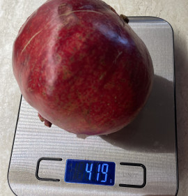 Punica granatum `Quirin Guloysha (Qirin Gulyosha)`