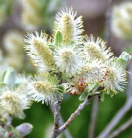 Salix candida `Iceberg Alley`