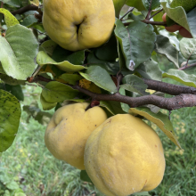 Cydonia oblonga `Krimszkaja Aromatnaja`