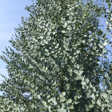 Eucalyptus gunnii `Azura`