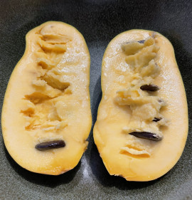 Asimina triloba `KSU Chappell` OLTVÁNY