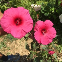 Hibiscus moscheutos `Fuchsia`