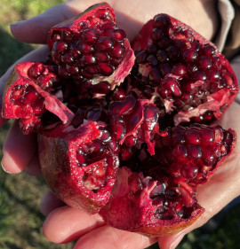Punica granatum `Quirin Guloysha (Qirin Gulyosha)`