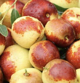 Ziziphus jujuba `Dongzao` K2