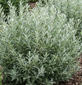 Salix candida `Iceberg Alley`