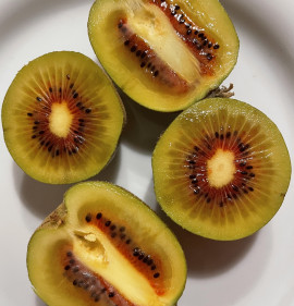 Actinidia `Hongyang`