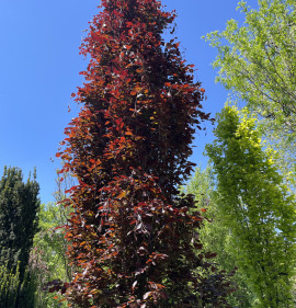 Fagus sylvatica `Dawyck Purple`