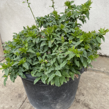 Vaccinium cylindraceum `Blau Perle` NAGY NÖVÉNY